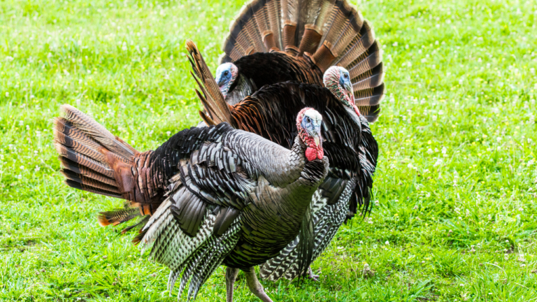 Bowling for Turkeys